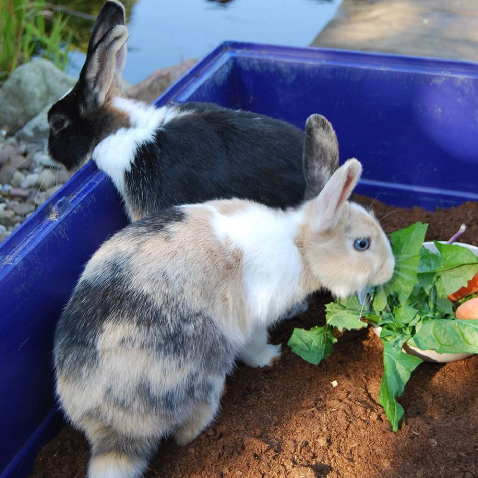 Floragard Floratorf â Bild 2